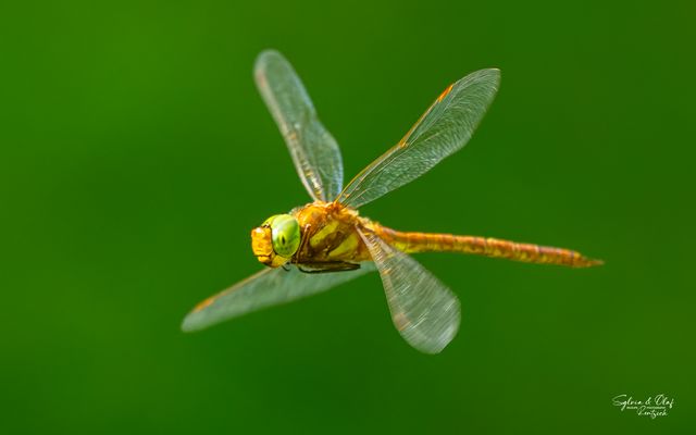 °°_Quadrokopter_°°