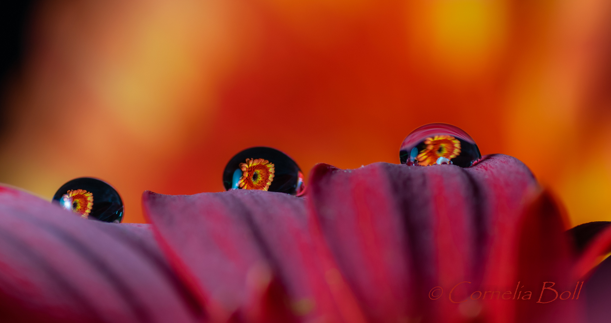 Quadrologie of Gerbera