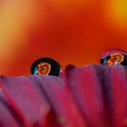 Quadrologie of Gerbera