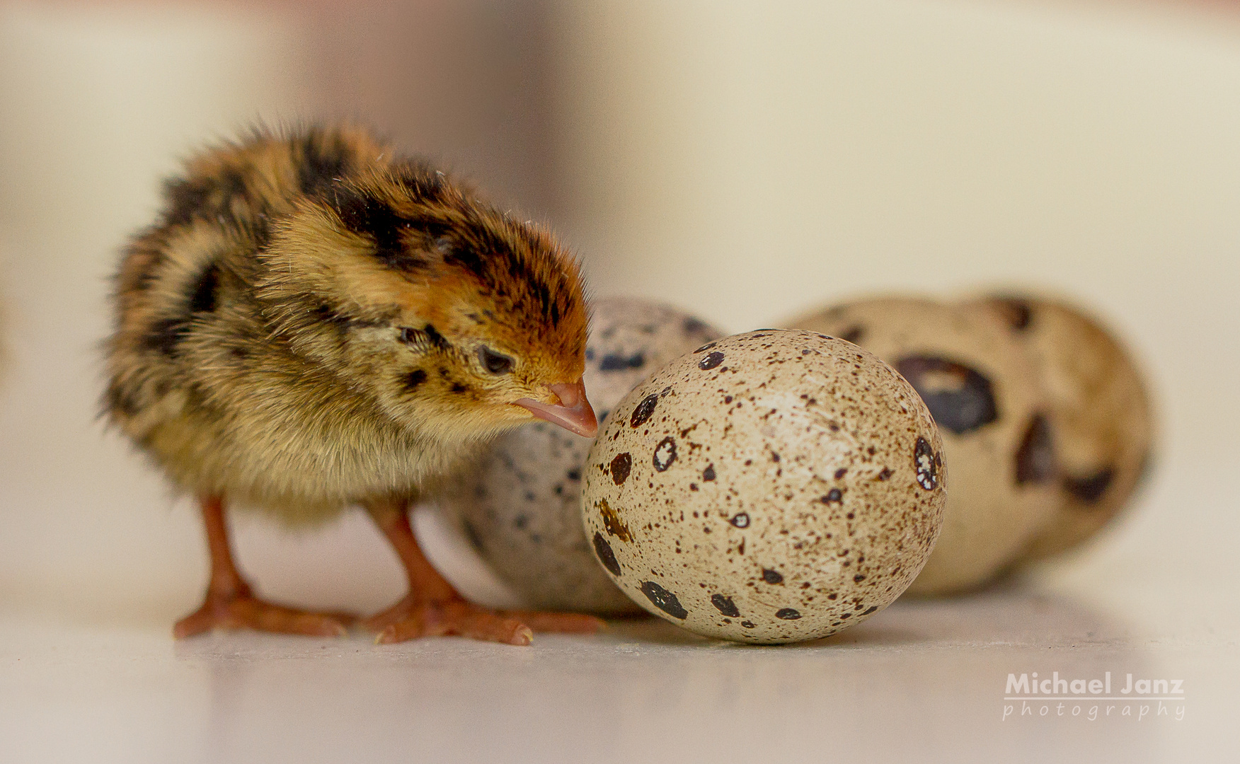 Quail chicks 