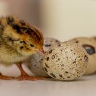 Quail chicks 