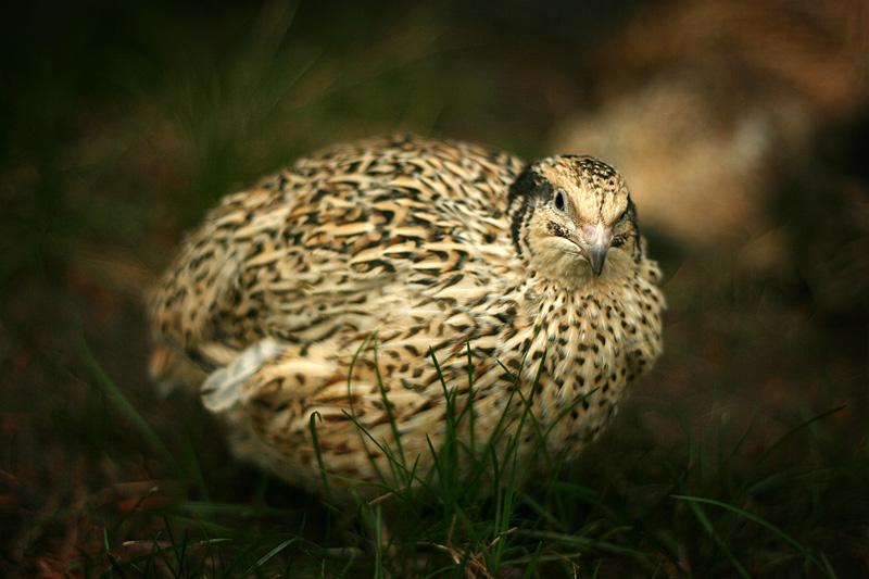 QUAIL