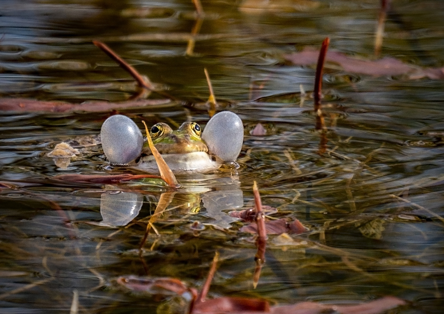 Quak! Foto & Bild tiere, wildlife, amphibien & reptilien Bilder auf