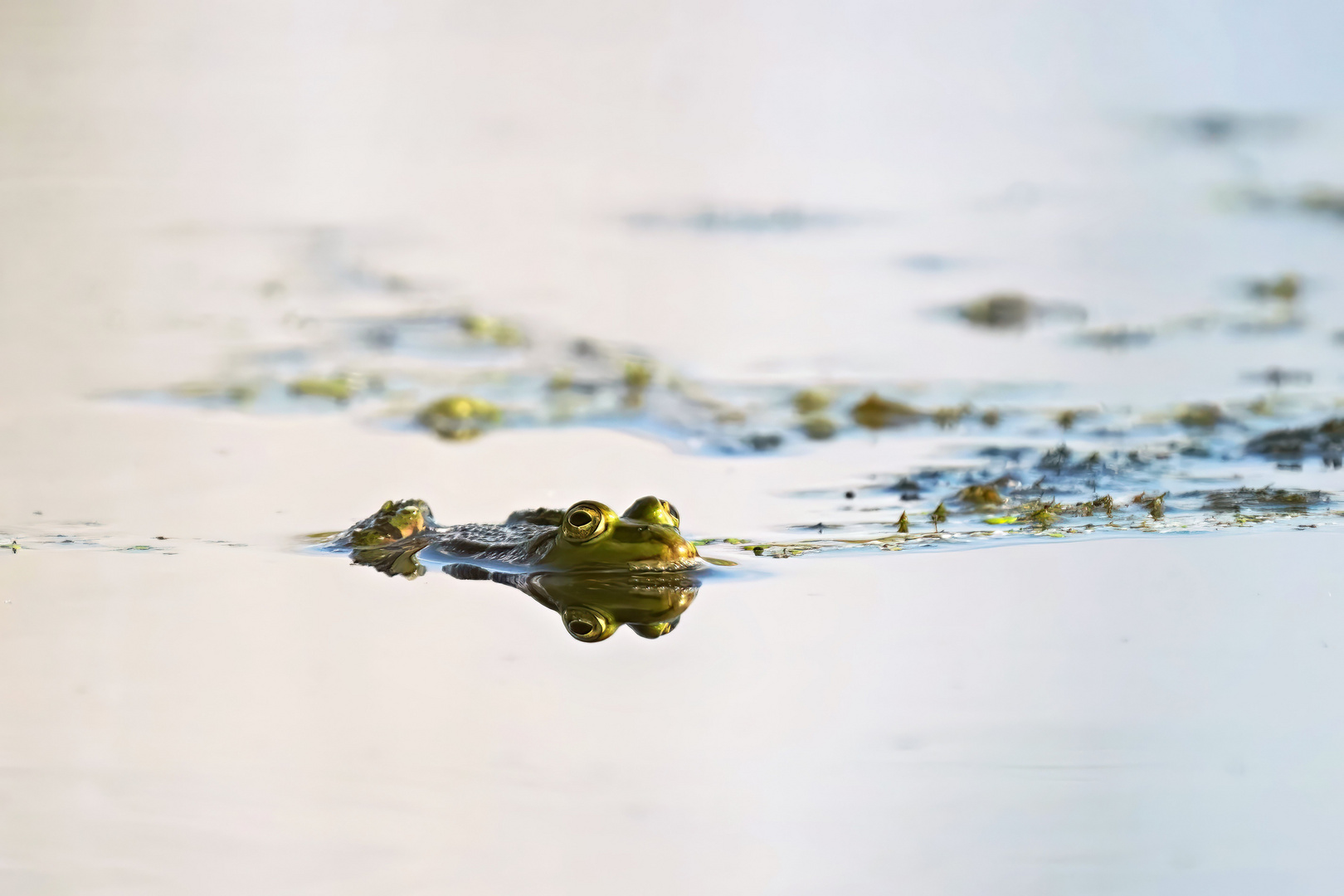 Quak Foto & Bild natur tiere pflanzen, fotos, brandenburg Bilder auf