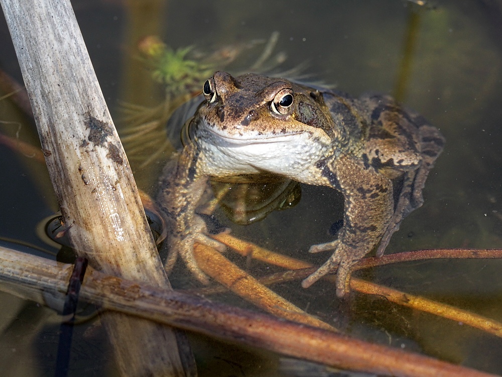 Quak Foto & Bild tiere, wildlife, amphibien & reptilien Bilder auf