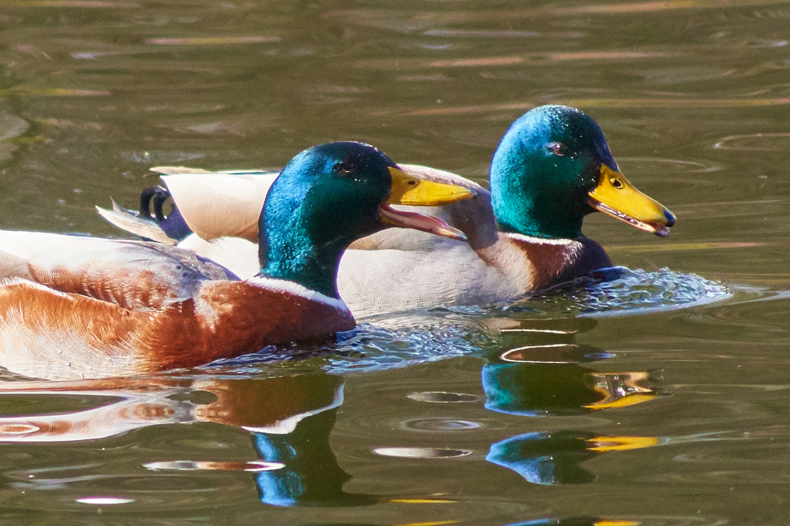 Quak-Freundschaft