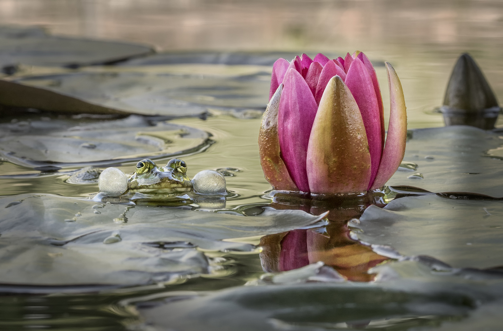 Quak - ich bin der Schönste im Teich!