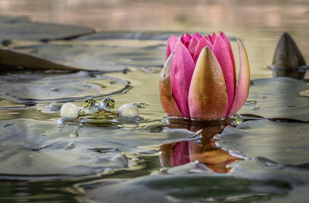 Quak - ich bin der Schönste im Teich!