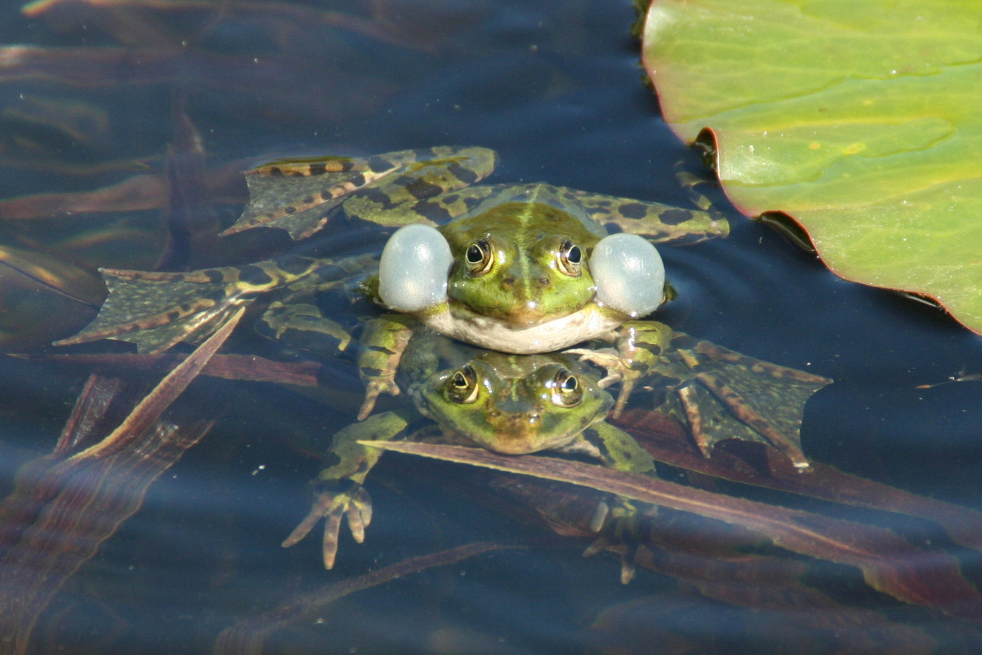 Quak, quak!!! Foto & Bild tiere, wildlife, amphibien & reptilien