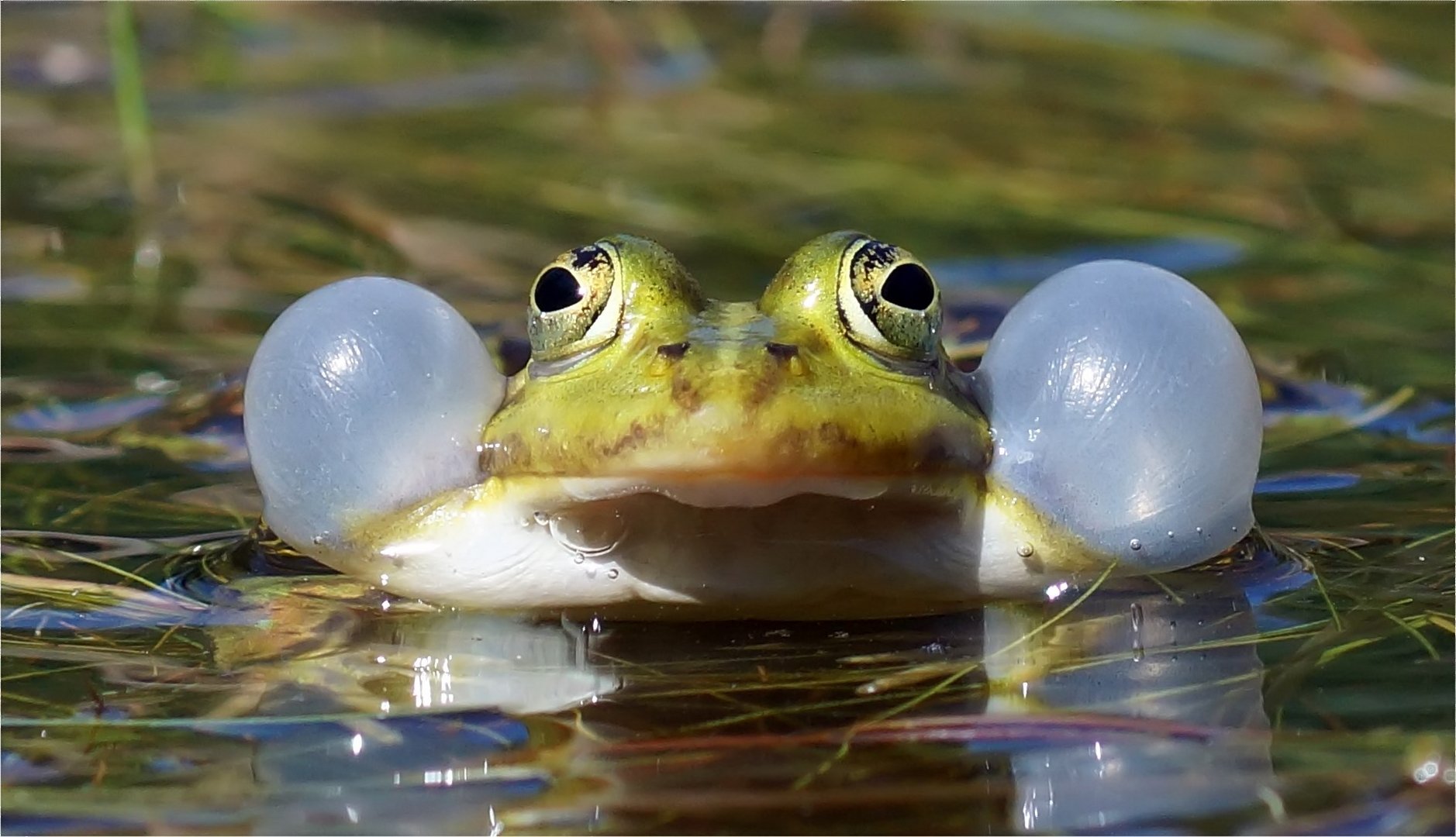 Quak quak.... schönes Wochenende!