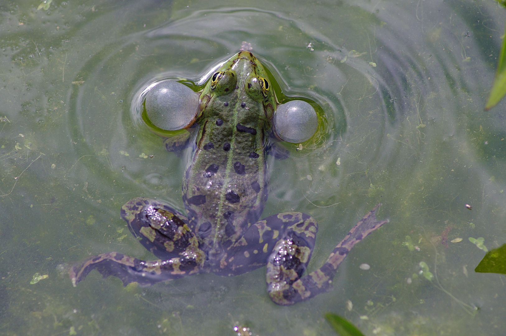 quakender Frosch