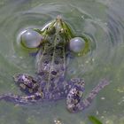 quakender Frosch