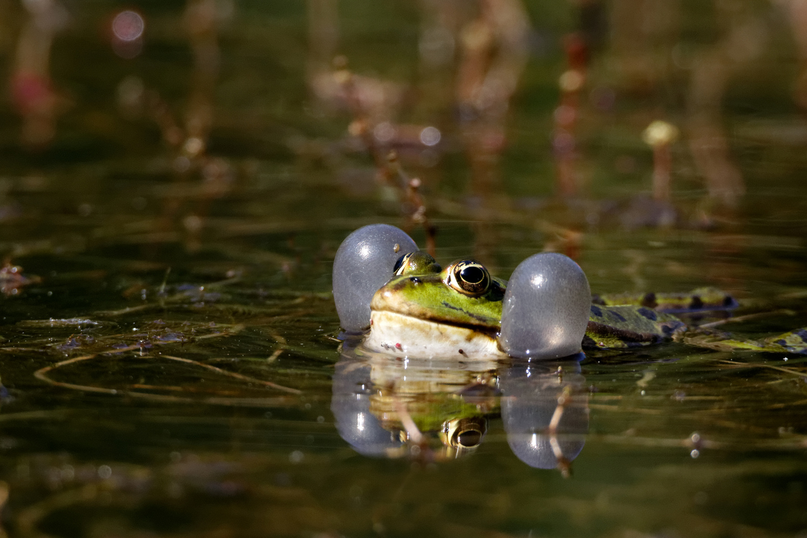 Quakender Teichfrosch 