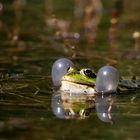 Quakender Teichfrosch 