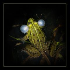 Quakendes Männchen des Kleinen Wasserfrosches