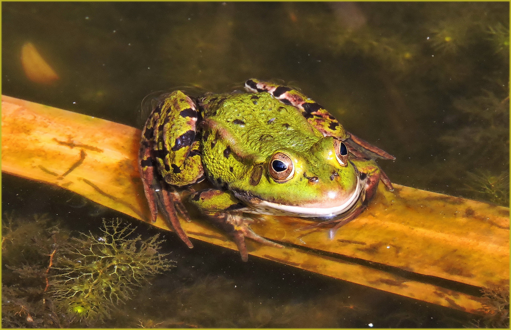  Quaki der kleine Frosch 