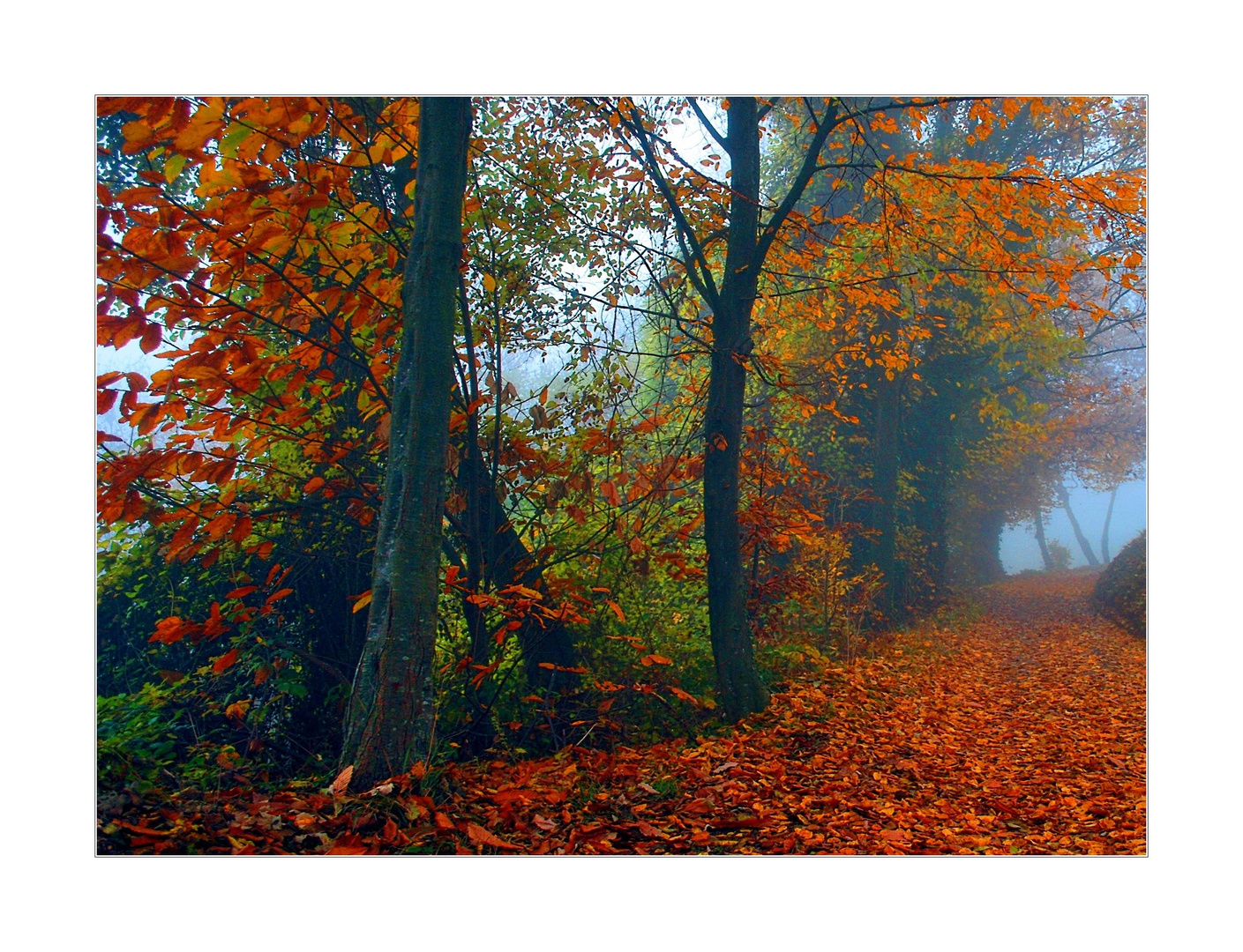 Quale sensazione ti trasmette l' arrivo dell' autunno?