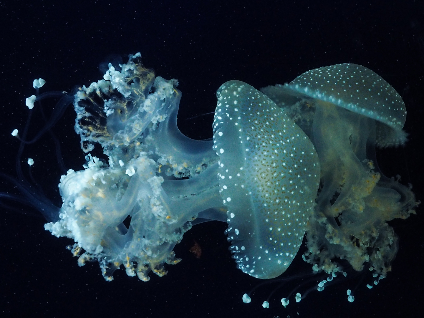 Qualle 1 Foto & Bild | meer, natur, zoo Bilder auf fotocommunity