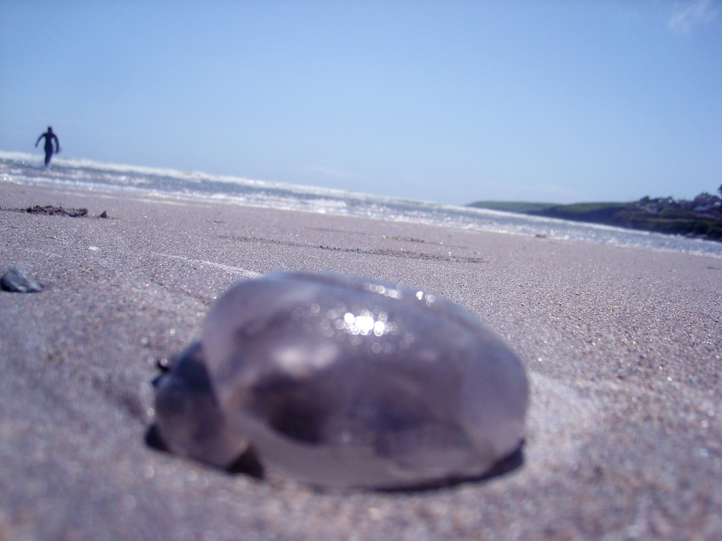 Qualle am Ichydoney-Beach, Süd-Irland