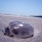 Qualle am Ichydoney-Beach, Süd-Irland