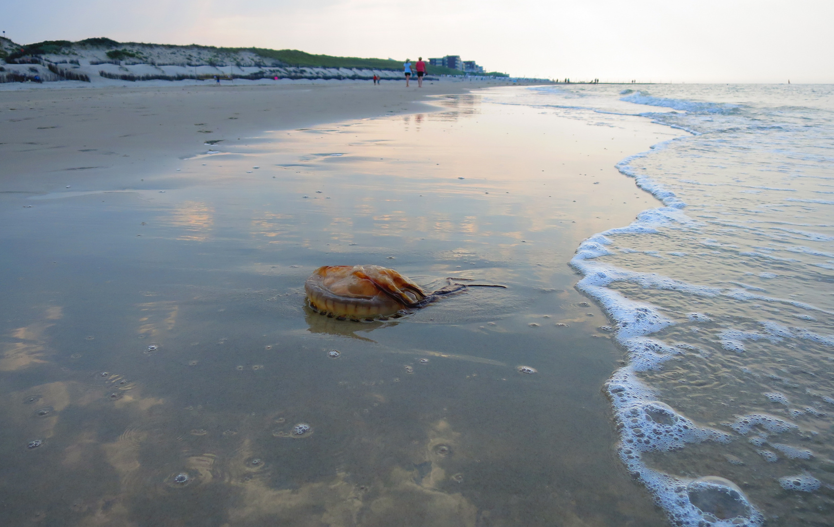 Qualle am Strand