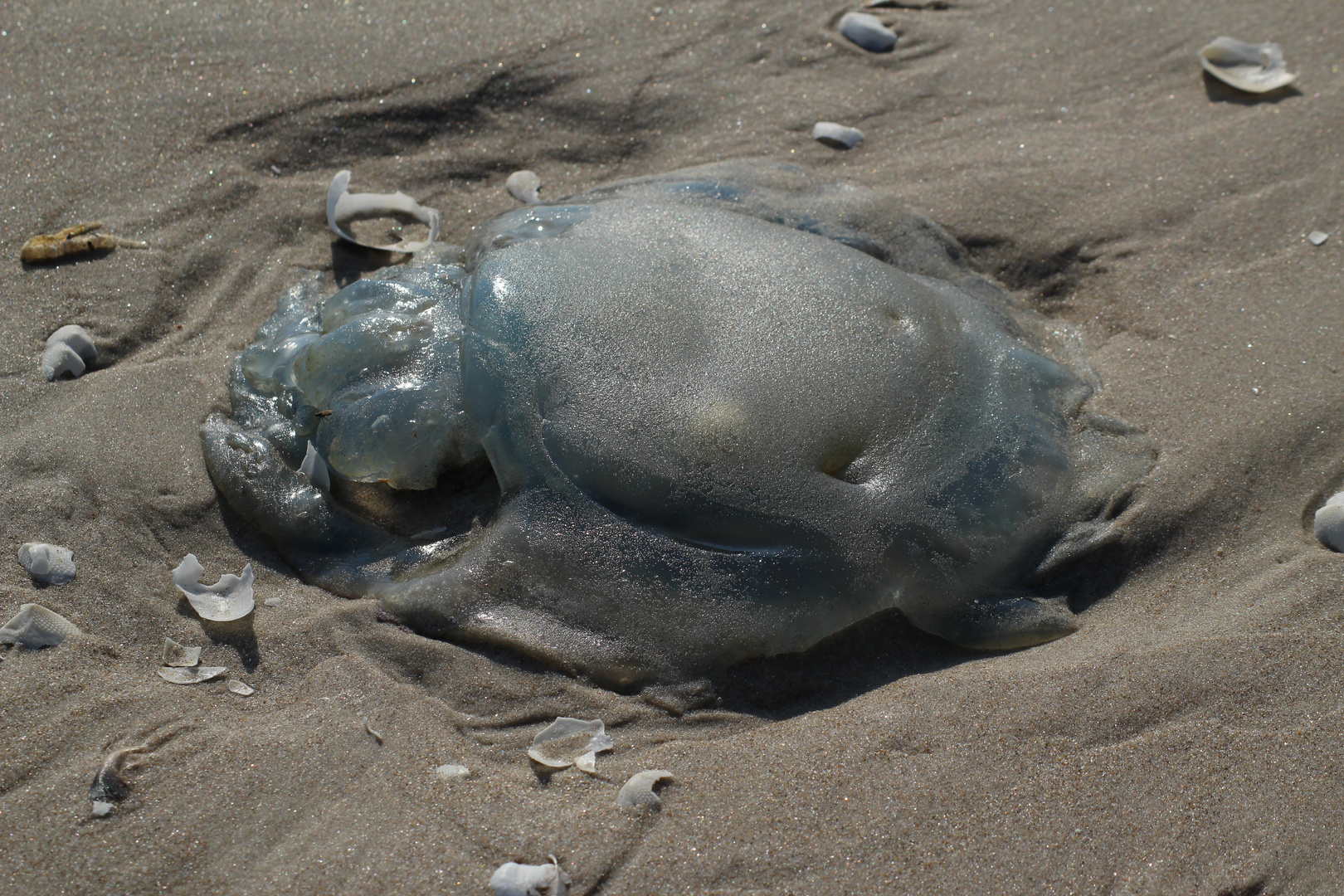 Qualle am Strand