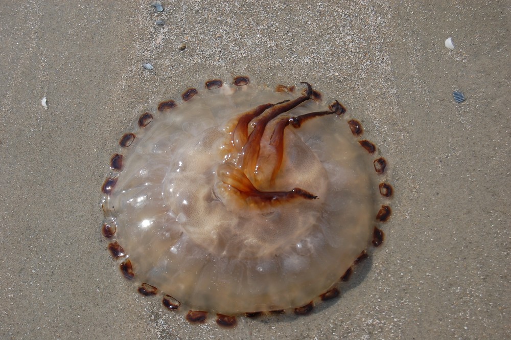 Qualle am Strand von Borkum