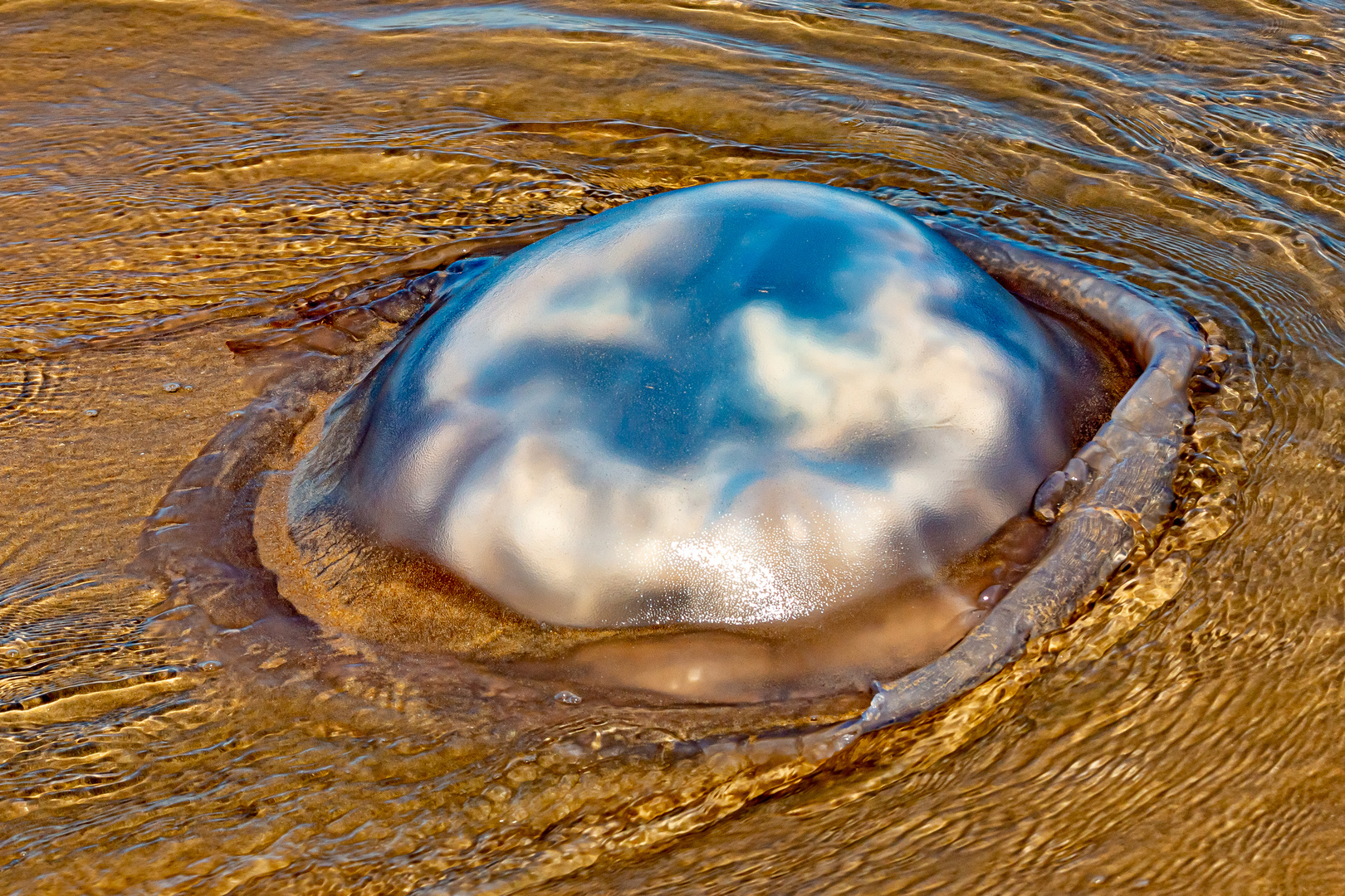 Qualle an der Costa de la Luz_3