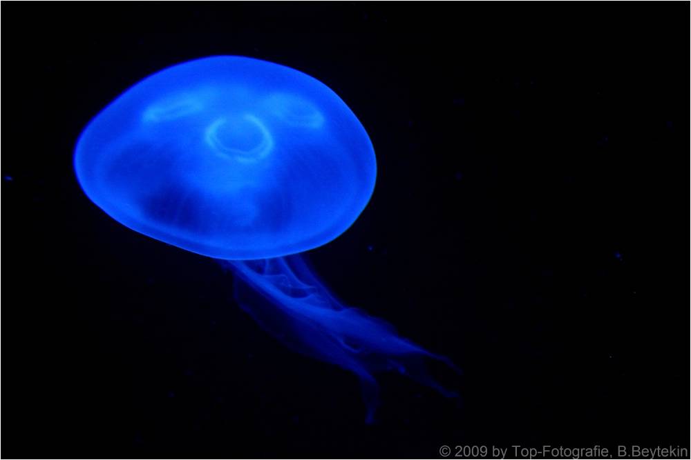 Qualle bei blauem Licht, Wilhelma Stuttgart