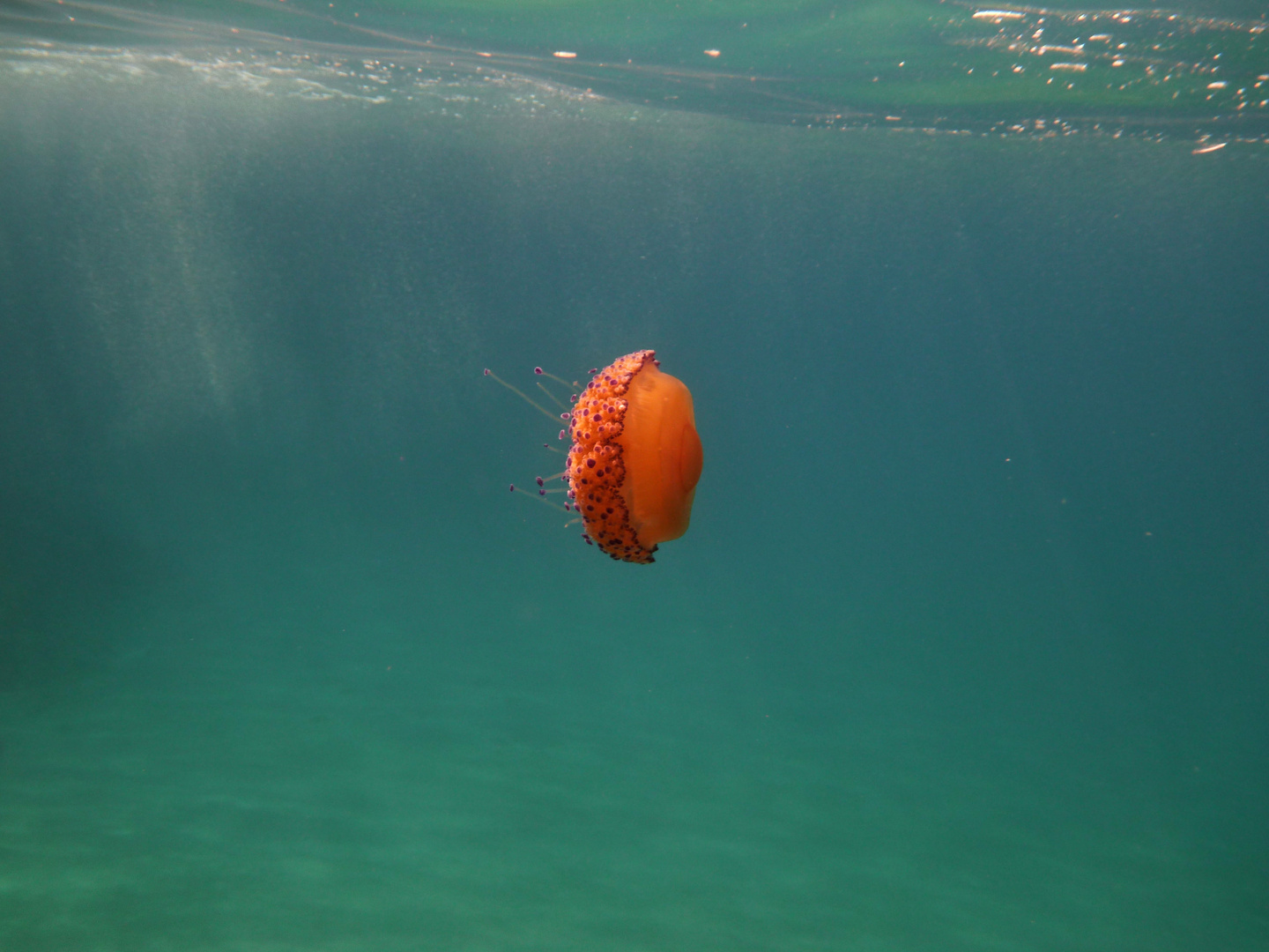 Qualle bei Marina di Ascea 2