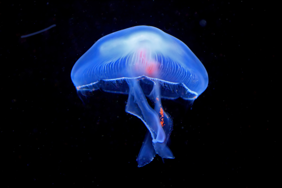 Qualle blau Foto & Bild | tiere, zoo, wildpark & falknerei, zoo:quallen