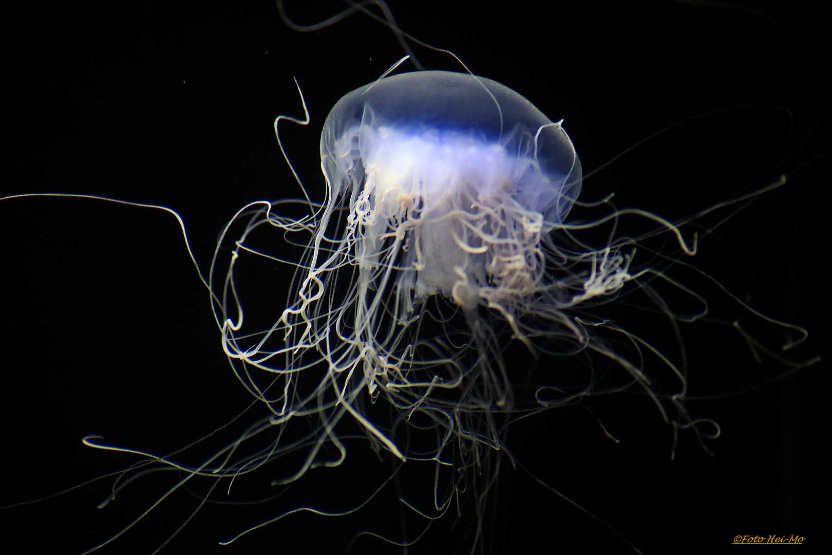 Qualle Foto & Bild | tiere, wildlife, quallen, anemonen & korallen Bilder auf fotocommunity
