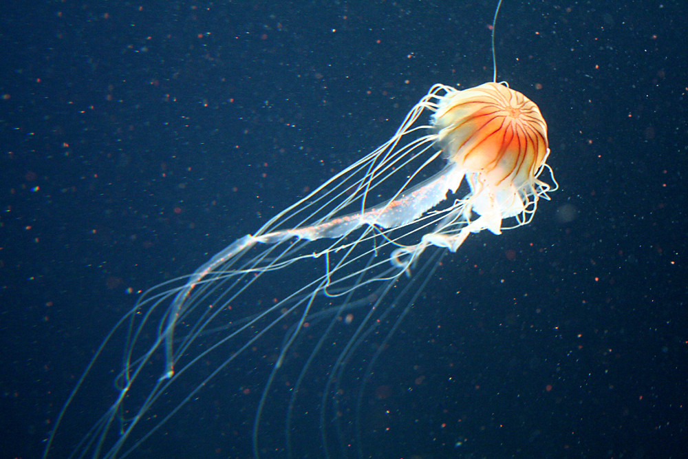 Qualle im Aquarium ( Berliner Zoo)