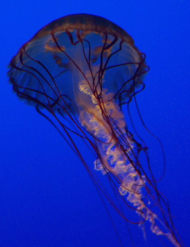 Qualle im Boston Aquarium Foto & Bild tiere, wildlife, quallen