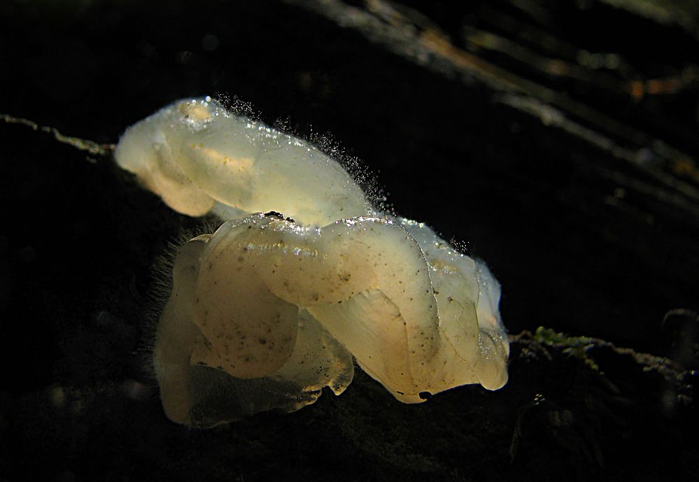 Qualle im dunklen Wald