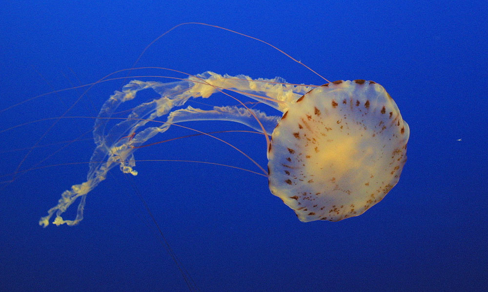 Qualle im Monterey-Aquarium