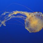 Qualle im Monterey-Aquarium