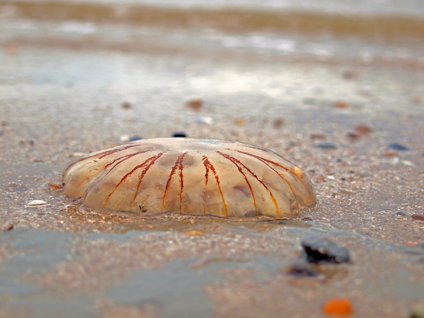 Qualle im Sand