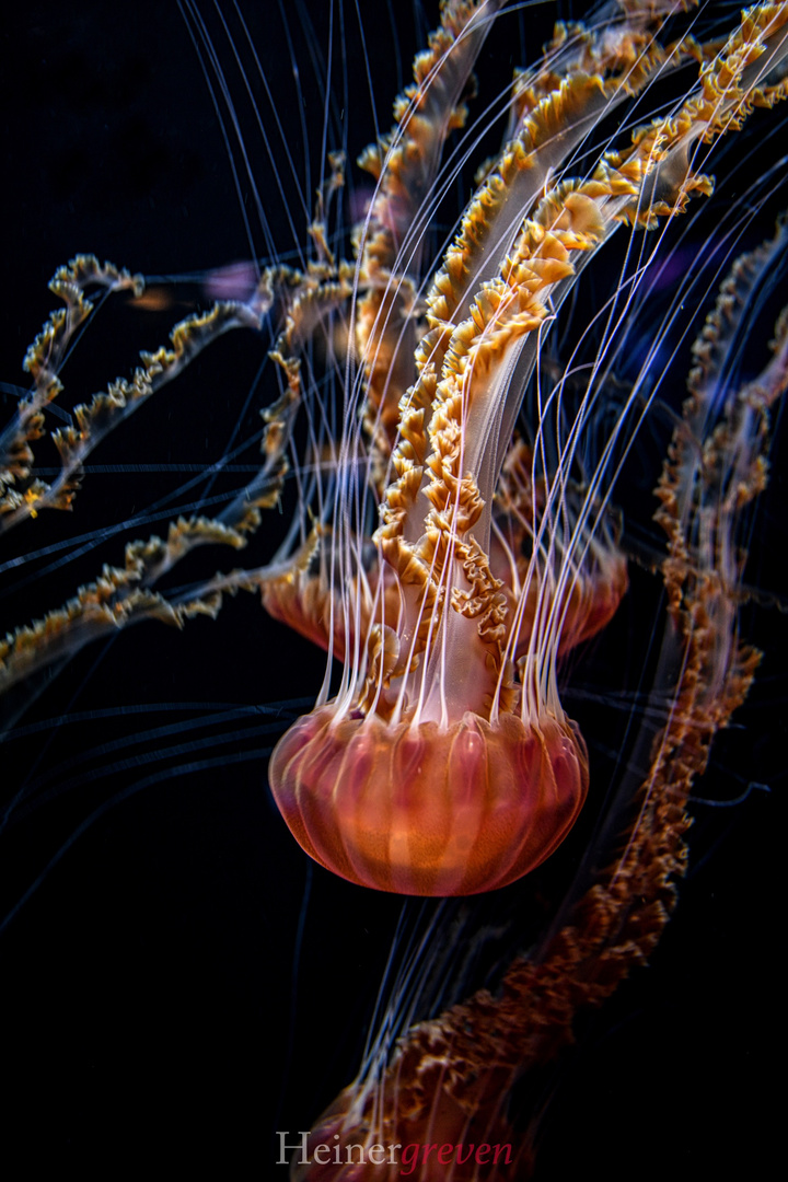 Qualle - Jellyfish
