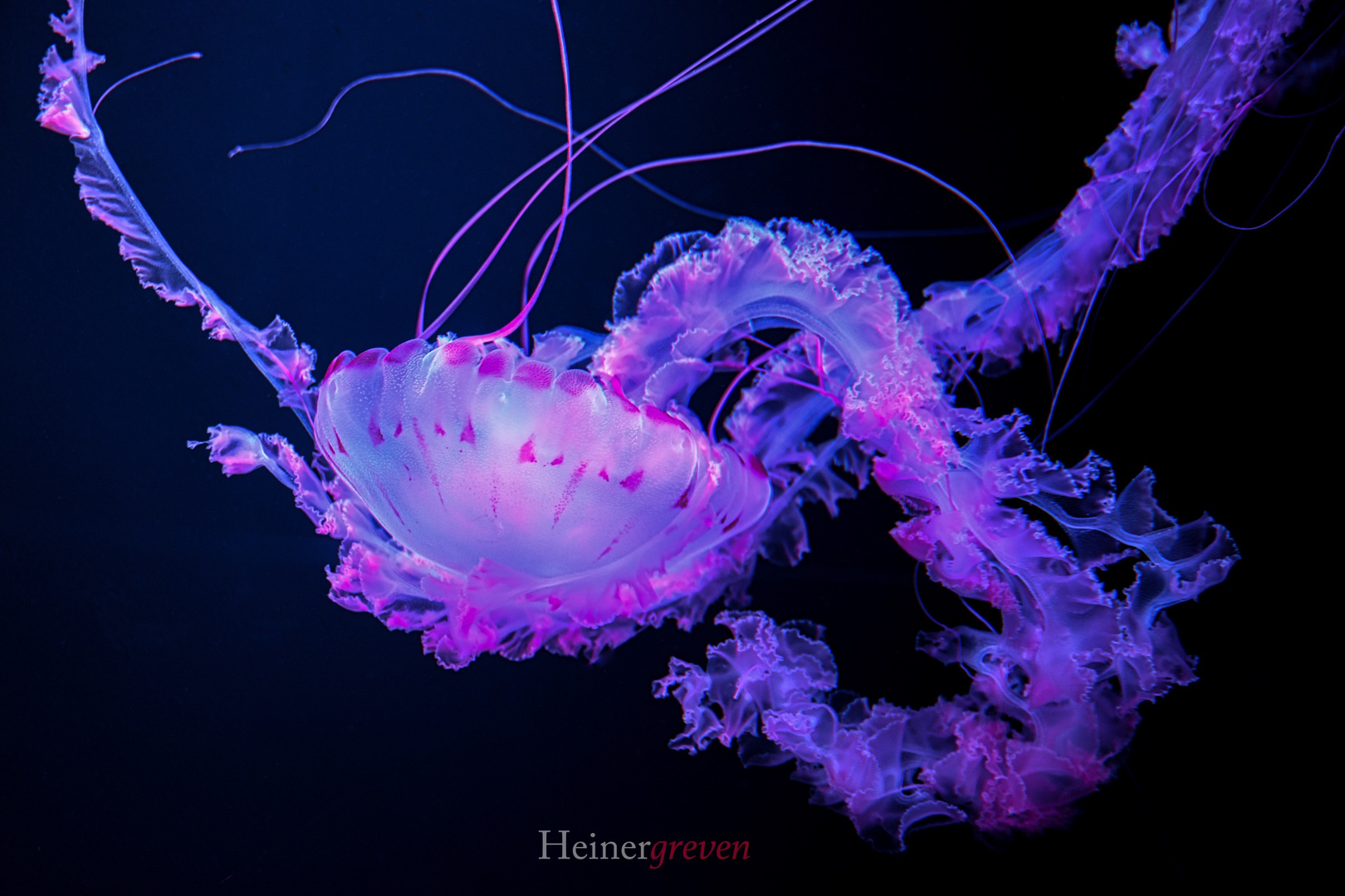 Qualle - Jellyfish
