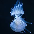 Qualle - Jellyfish