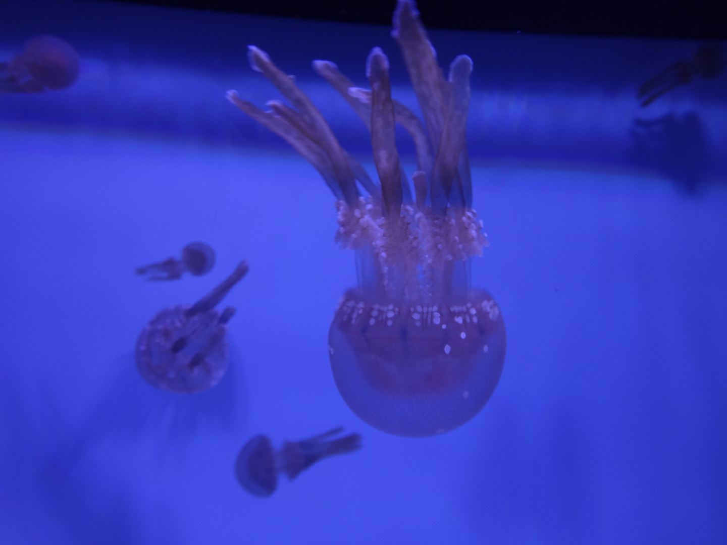 Qualle, Jellyfish, Hawaii, Oahu, Aquarium