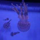 Qualle, Jellyfish, Hawaii, Oahu, Aquarium