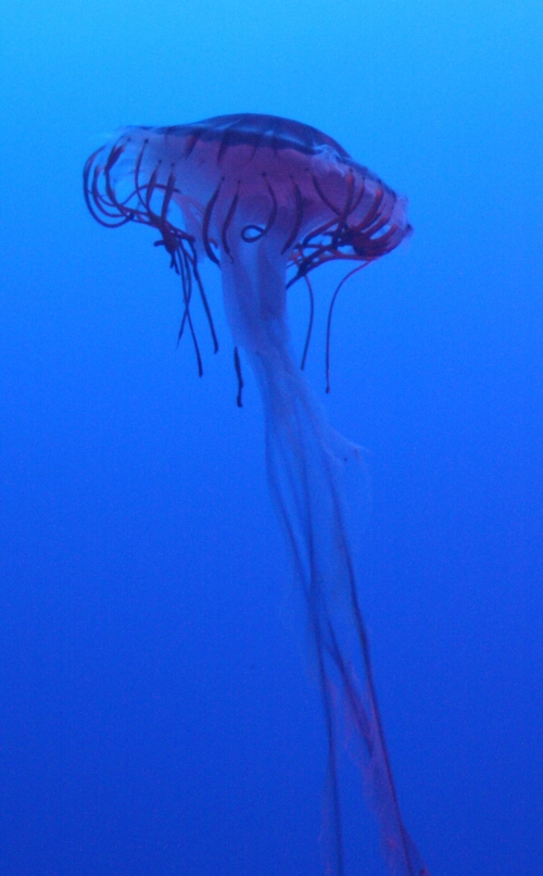 Qualle Ocean Park Hongkong