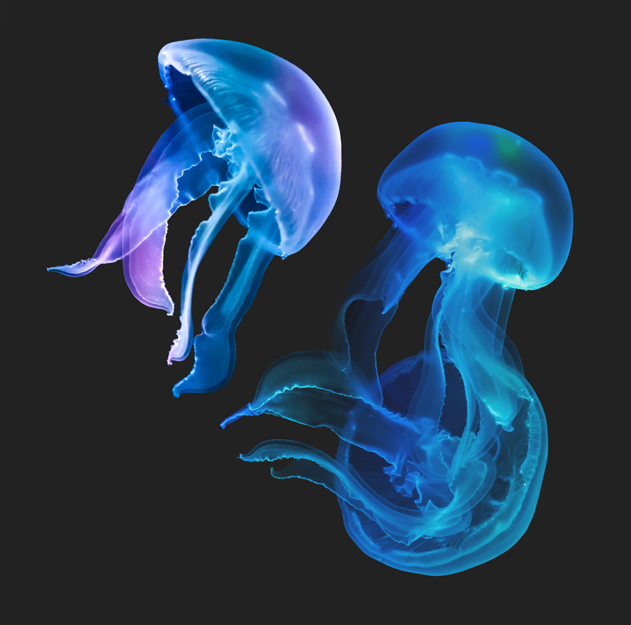 Quallen im Aquarium! (1) Foto & Bild | tiere, zoo, wildpark & falknerei ...