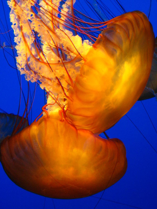 Quallen im Aquarium von Monterey , CA
