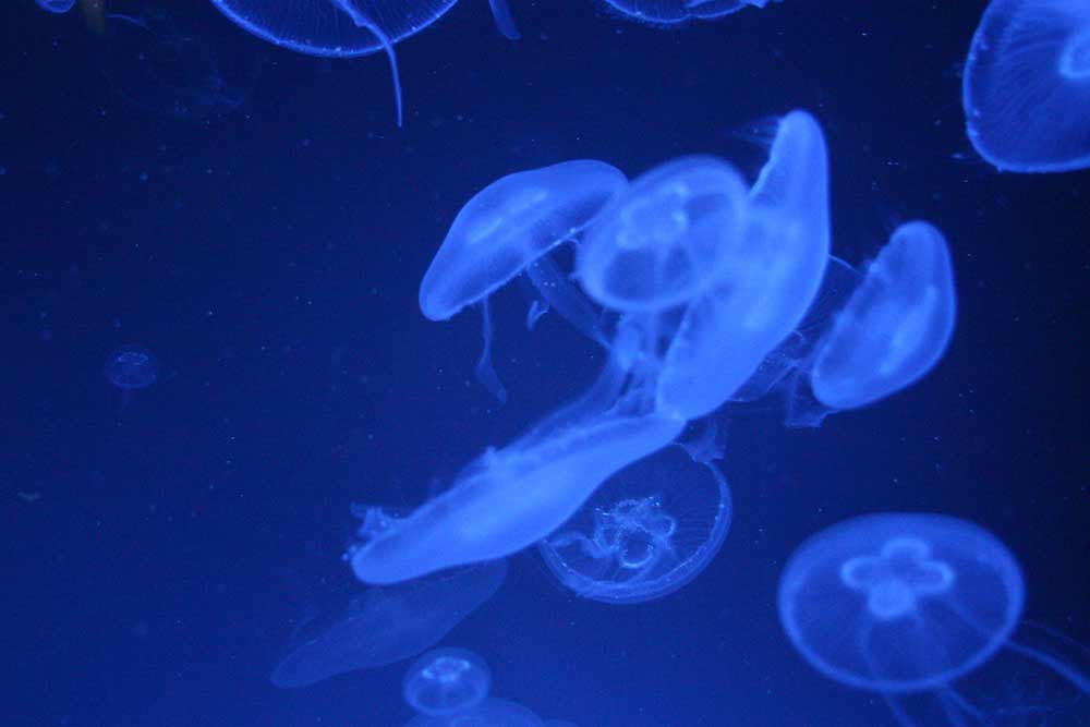 Quallen im Aquazoo Düsseldorf