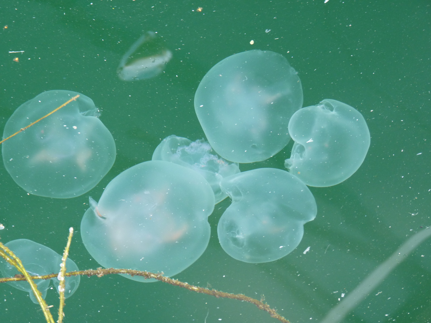 Quallen im Eckernförder Hafen