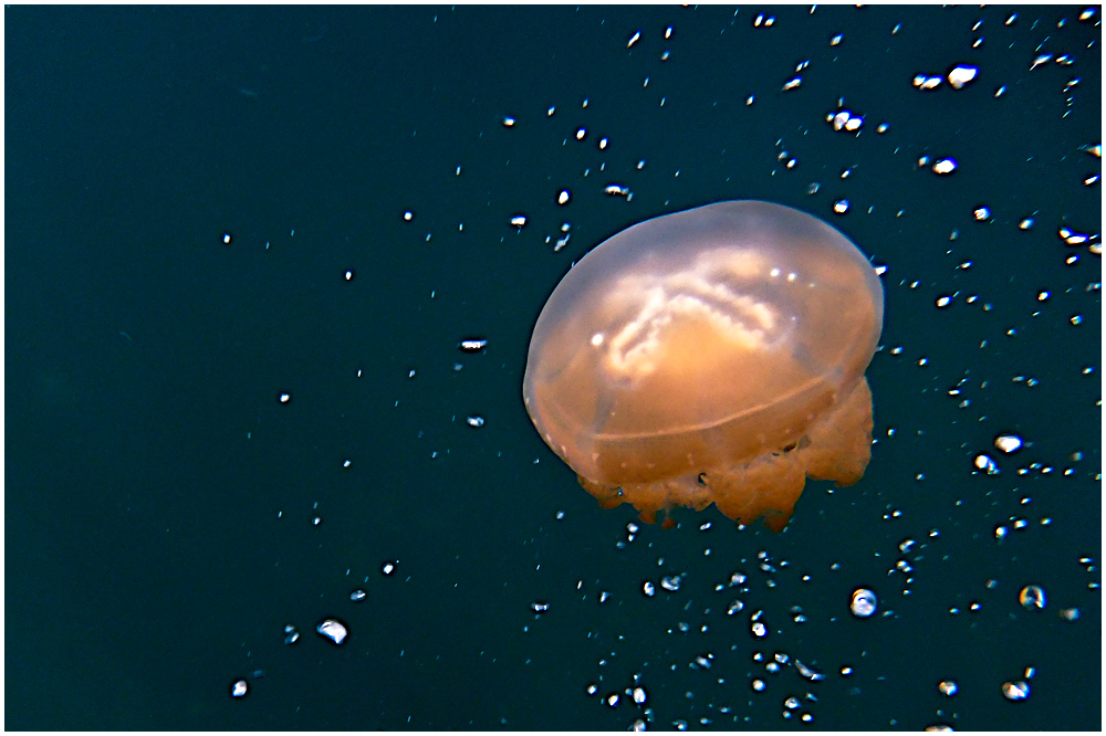 Quallen im Jelly Fish Lake Palau