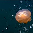 Quallen im Jelly Fish Lake Palau